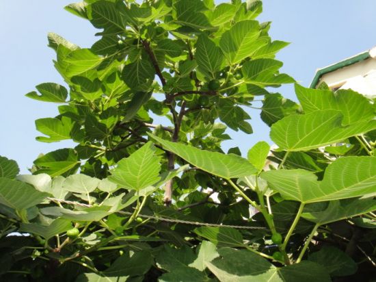 无花果种植技术：要求疏松肥沃土壤