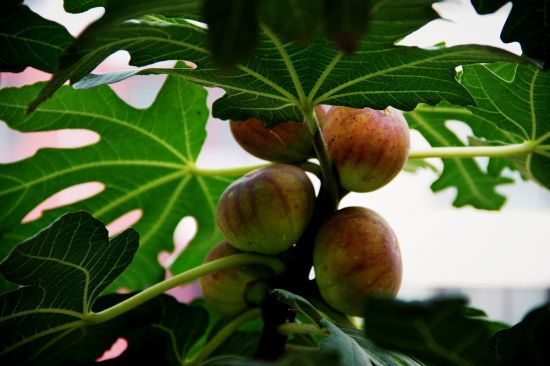 怎样使无花果枝短果密