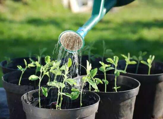 茶叶水发酵可以浇花吗？可以/可以增加酸性土壤