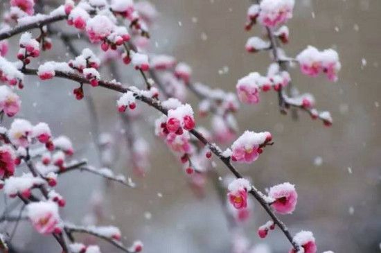 梅花盛开在什么季节，冬春两季盛开/地区不同花