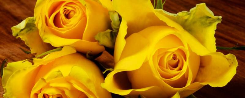 黄色玫瑰花语：幸运/逝去的爱/道歉