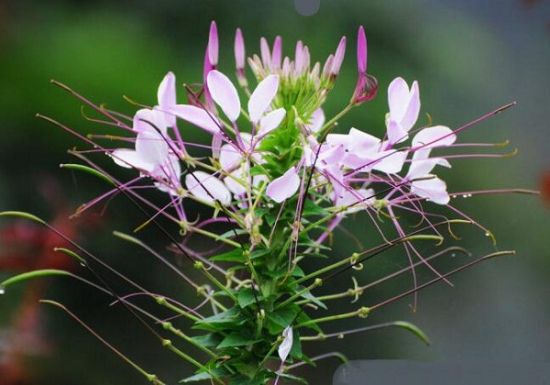 醉蝶花什么时候播种？一般在3～4月份进行春播