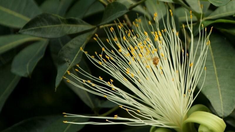 发财树开花是什么预兆？发财树开花预兆财源广