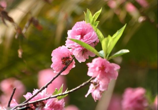 生态特写-桃花图片