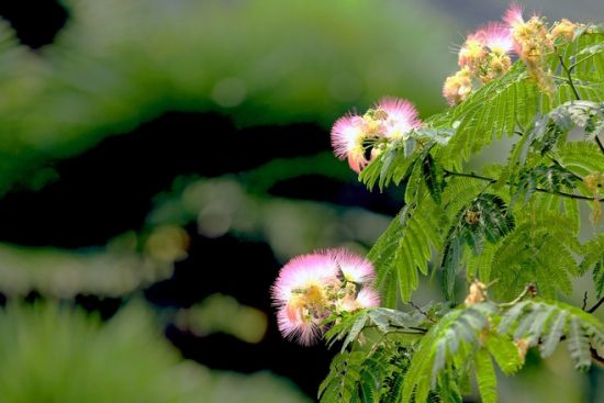 合欢花欣赏图片