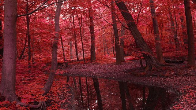 北京红叶最佳观赏时间：10-11月