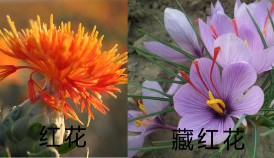 红花的种类图片及名称图片