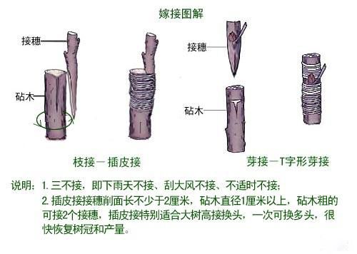 枝接与芽接