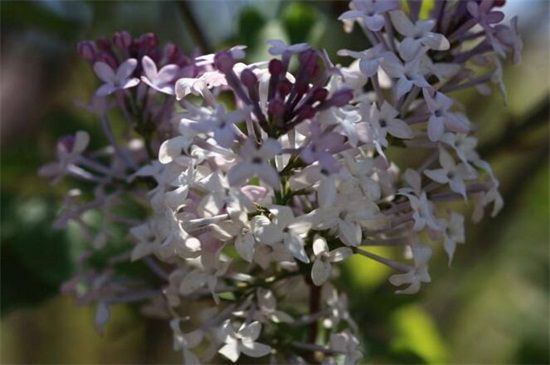 丁香花品种有哪些？盘点10种最美丁香花品种