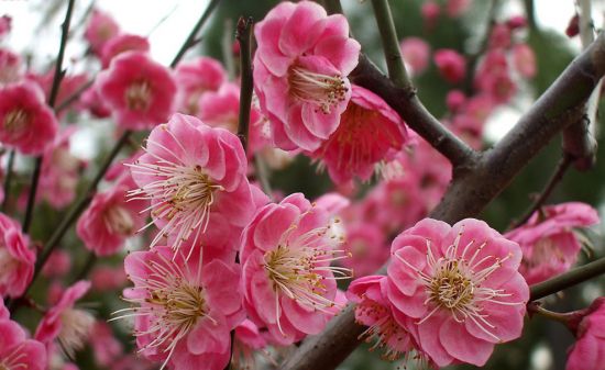 怎样进行梅花造型？梅花造型的方式和方法