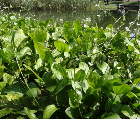 泽泻是什么：多年生水生草本植物，全株有毒，