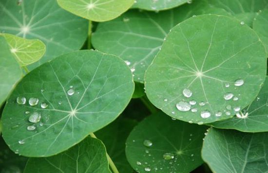 你知道吗？植物也会流汗