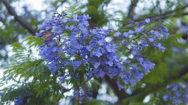 蓝花楹的花语：宁静深远、静谧开阔、清丽脱俗