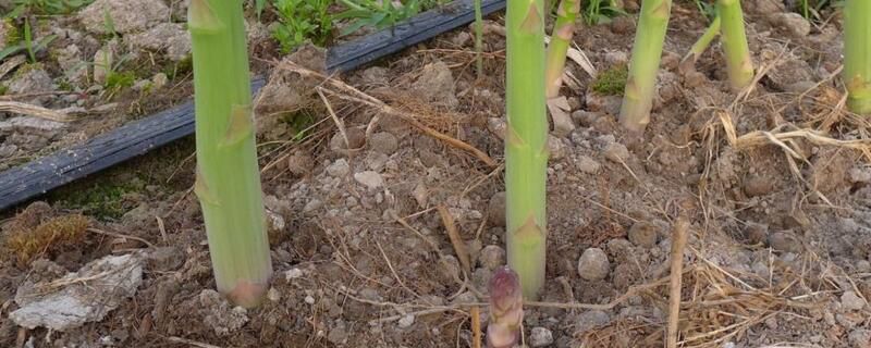 芦笋种植技术和田间管理