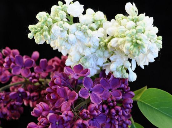 丁香花有多少种颜色？白色、紫色、紫红及蓝紫