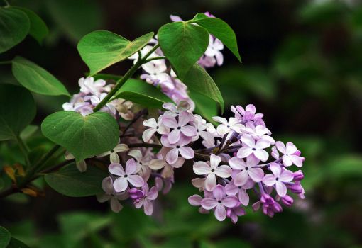 丁香花花语：惹人怜爱,忧愁思念