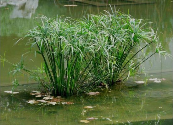 水养旱伞草