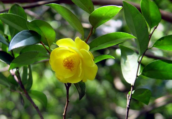 植物界“大熊猫”——金花茶