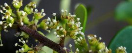 发财树会开花吗 花是什么样子(家里发财树开花是