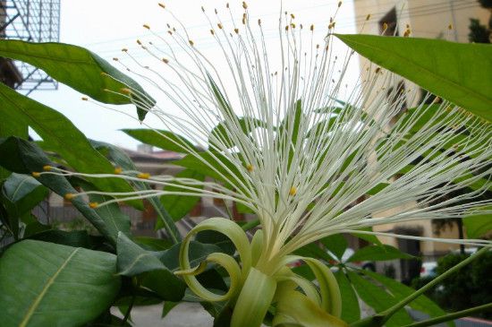 发财树会开花吗 花是什么样子