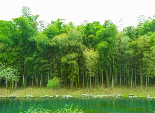 岁寒三友是指哪三个植物