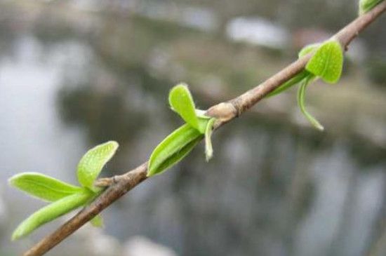 小树什么季节开始发芽