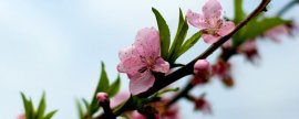 桃花的花瓣和萼片的数量(花瓣雄蕊雌蕊萼片图片