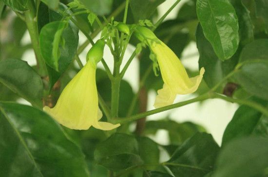 幸福树开花吗?几年一开花