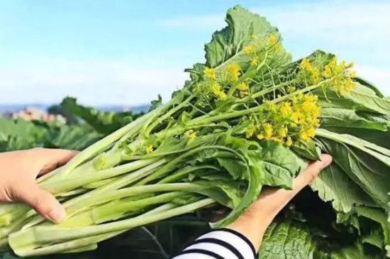 增城迟菜心种植时间和方法