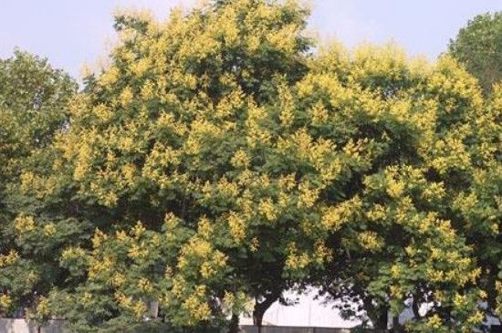 黄山栾树花期