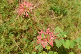 彼岸花有叶子吗，彼岸花的叶子是什么样的