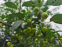 海棠小苗什么季节移栽，不带土移栽能活吗