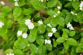 茉莉花怎么繁殖