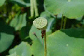 荷花缸里适合养什么鱼