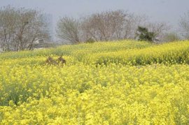 中国著名油菜花赏花地点