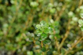 怎样给有花苞的杜鹃施肥，施肥用浇水吗