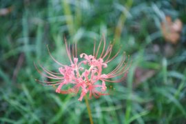 这花有花无叶，有叶无花，被称作“死亡之花”