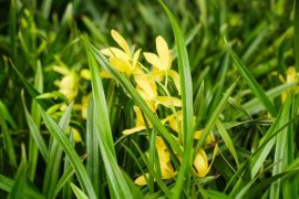 兰花盆栽种植步骤及注意事项