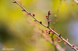 什么时候给梅花换盆，梅花换盆后马上浇水吗