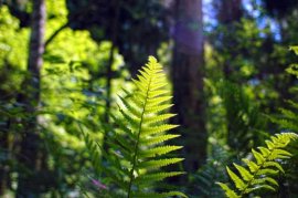 蕨类植物黄叶、烂根怎么办