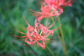 彼岸花的叶子，彼岸花的叶子图片