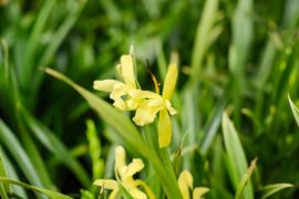 兰花发芽期的管理方法（兰花芽期管理要点）