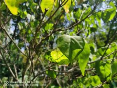 丁香花怎么泡茶喝，丁香茶可以多喝吗