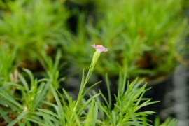 红色康乃馨花语（附不同颜色、枝数的花语含义