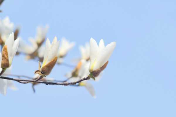 玉兰花图片