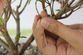 杜鹃花栽不活，杜鹃花要怎么种才能活