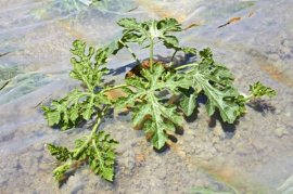 阳台的西瓜种植方法