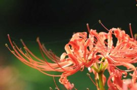 彼岸花喜水吗，彼岸花怎么浇水