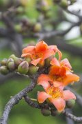 木棉花花期在什么季节，花期多长时间