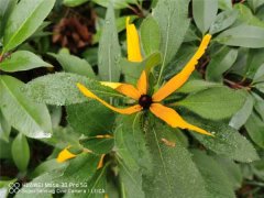 菊花养护要注意什么问题，菊花需要修剪吗